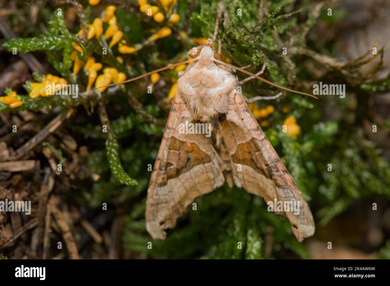 Agate Owl butterfly with closed wings sitting on green moss with yellow lion fruit from behind Stock Photo