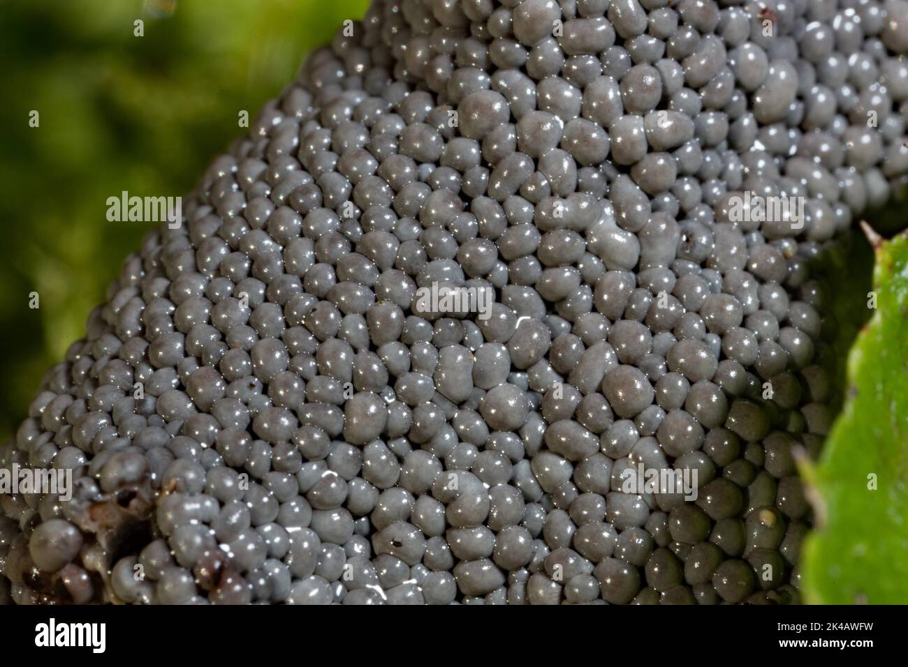 Grey grass slime mould fruiting body many ashy grey spherical fruiting bodies Stock Photo