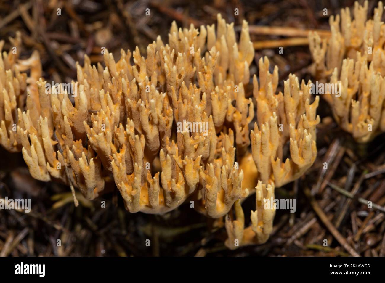 Flattish coral Fruiting bodies with many stalk-like yellowish-ochre branches next to each other in needle litter Stock Photo