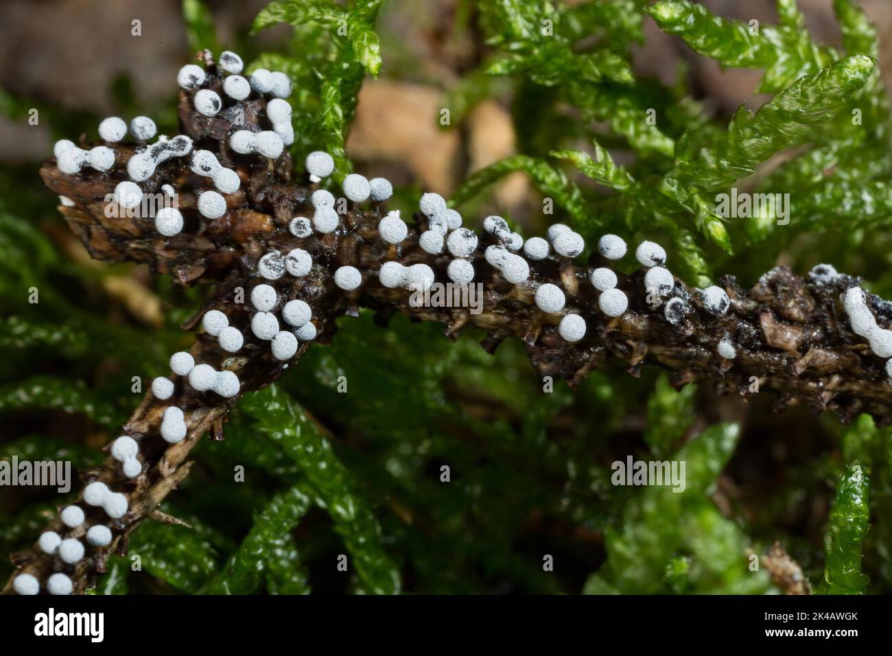 Grey globe slime mould many spherical greyish fruiting bodies next to each other on branches Stock Photo