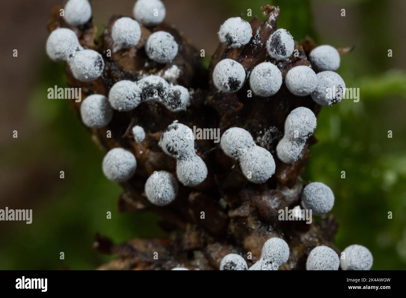 Grey globe slime mould several spherical greyish fruiting bodies next to each other on cones Stock Photo