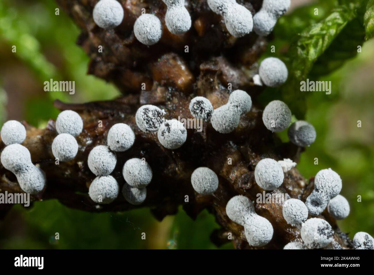 Grey globe slime mould several spherical greyish fruiting bodies next to each other on branches Stock Photo