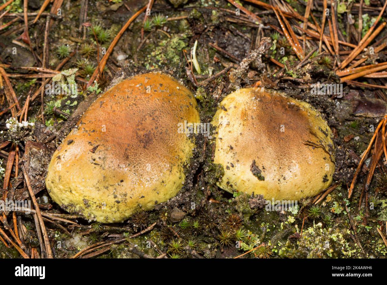 Greenling fruiting body two brown-greenish hats next to each other Stock Photo