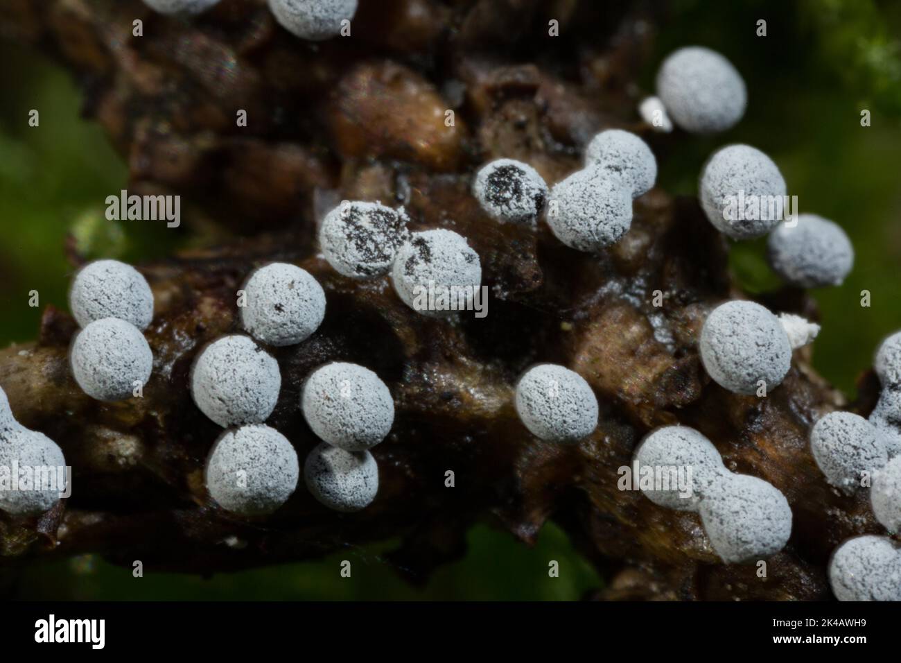 Grey globe slime mould several spherical greyish fruiting bodies next to each other on branches Stock Photo