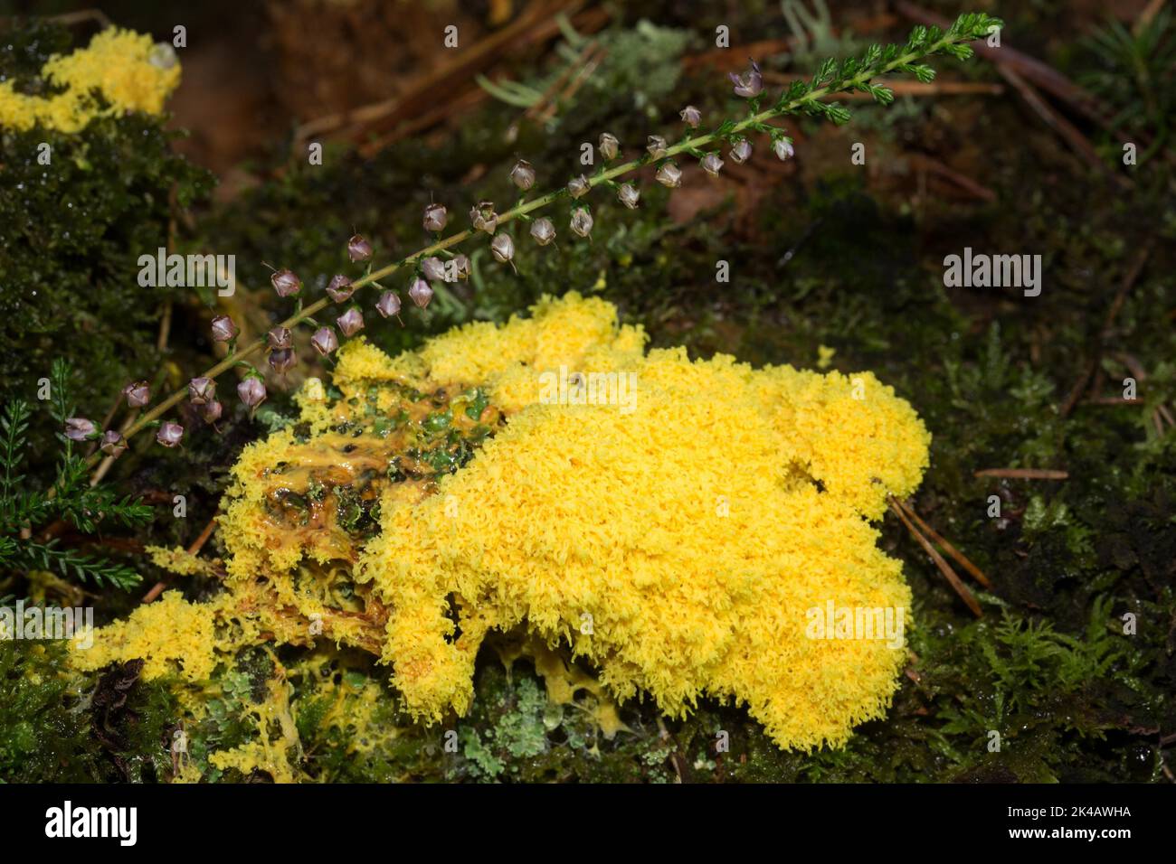 Yellow tan, witch butter yellow foamy fruiting body with heather on tree trunk with green moss Stock Photo