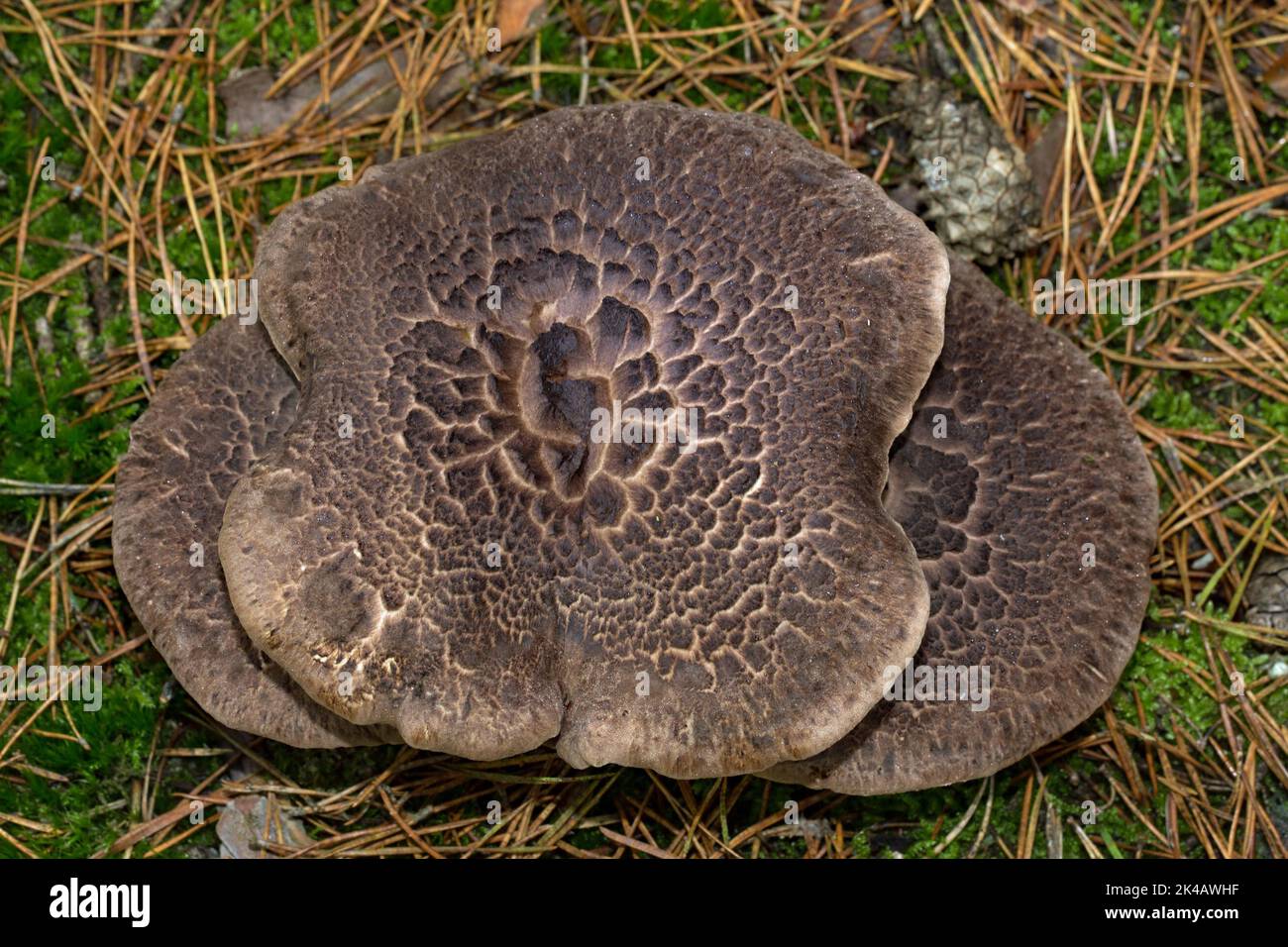 Hawk mushroom fruiting body brown-white cap in needle litter Stock Photo