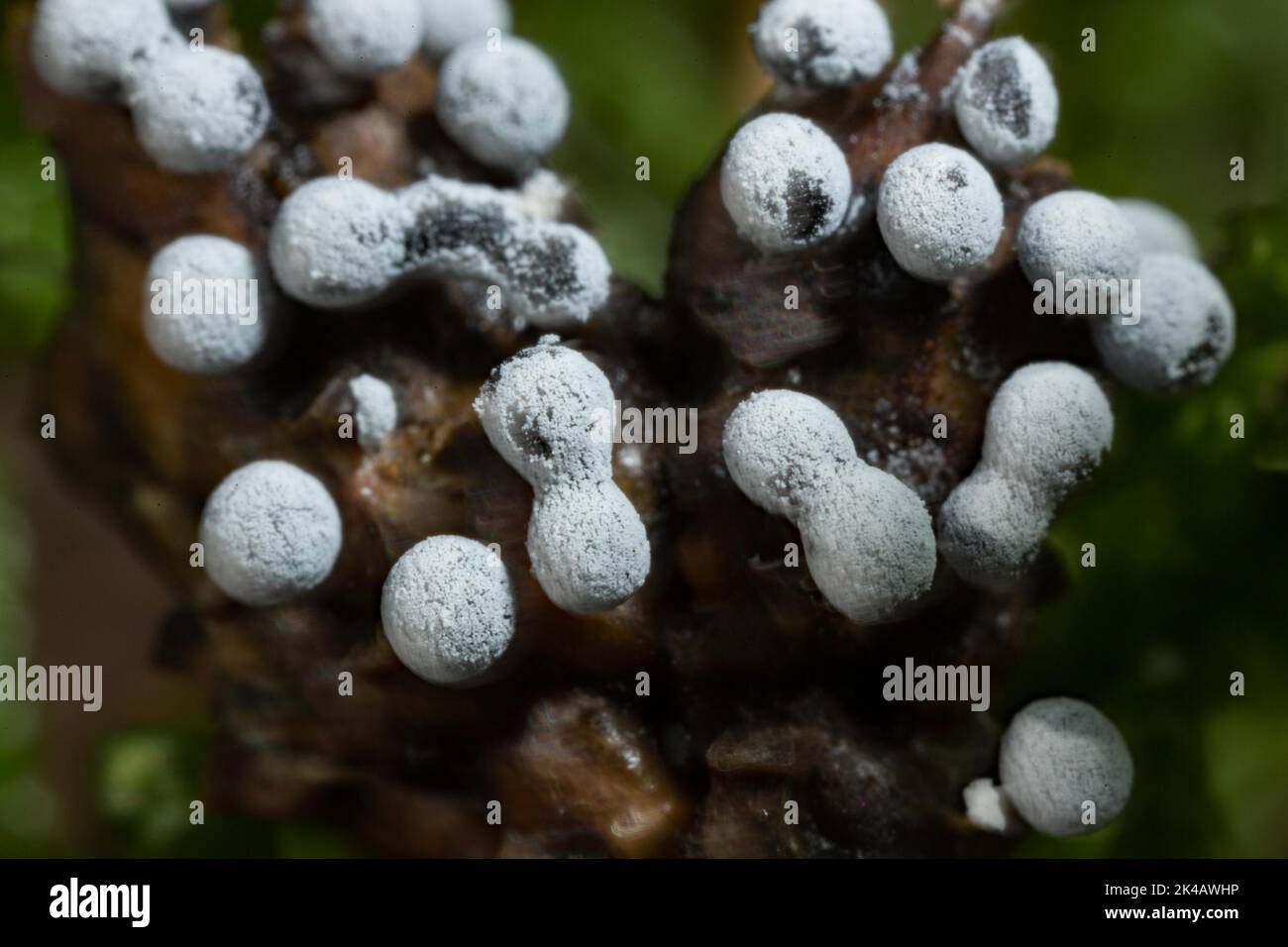 Grey ball slime mould several spherical greyish fruiting bodies next to each other on a small nest Stock Photo