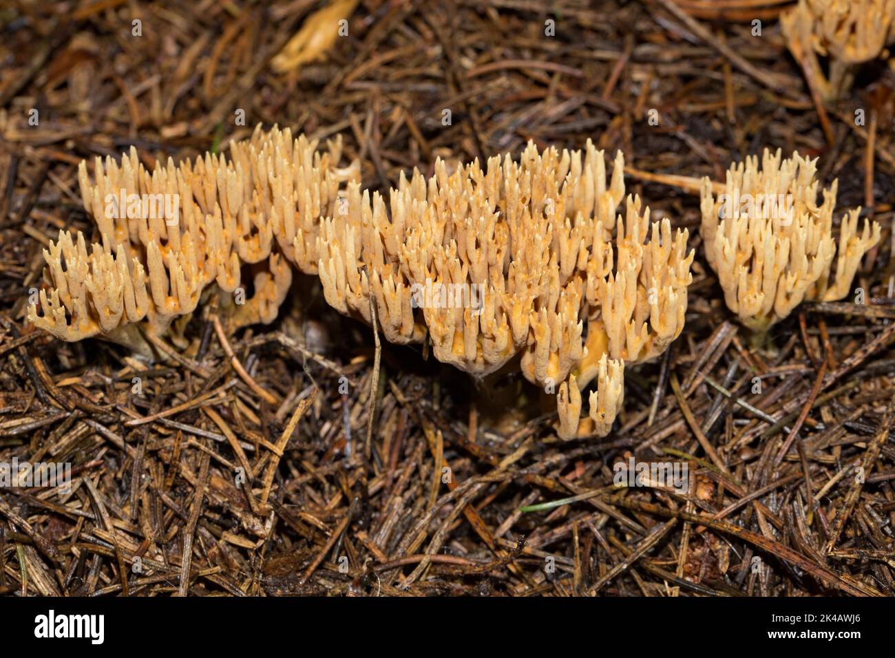 Flattrige Koralle three fruiting bodies with many stalk-like yellowish-ochre branches next to each other in needle litter Stock Photo