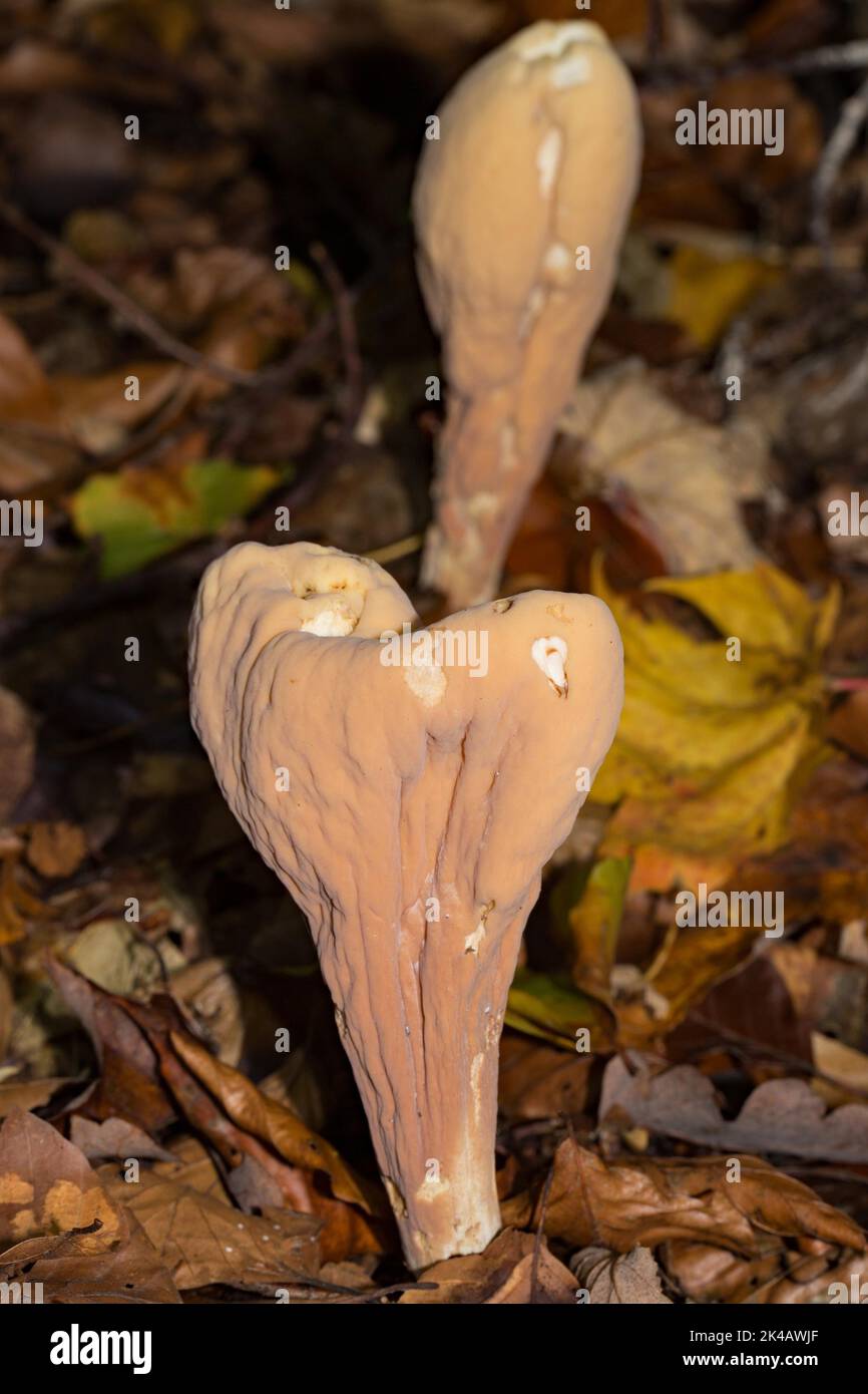 Hercules club two club-shaped brown fruiting bodies in a row in brown autumn leaves Stock Photo