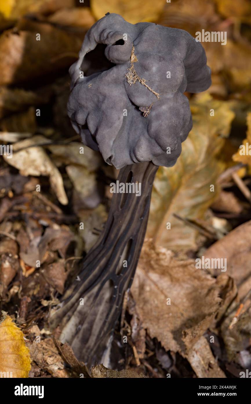 Pit lorikeet Fruiting body with brown furrowed stem and bulbous grey-black head in autumn foliage Stock Photo