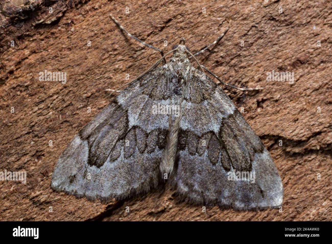 Grey juniper leaf moth, Grey juniper conifer moth Moth with closed wings sitting on tree trunk from behind Stock Photo