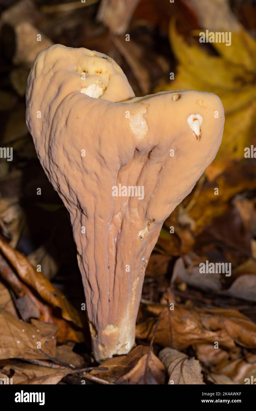 Hercules club-shaped brown fruiting body in brown autumn leaves Stock Photo