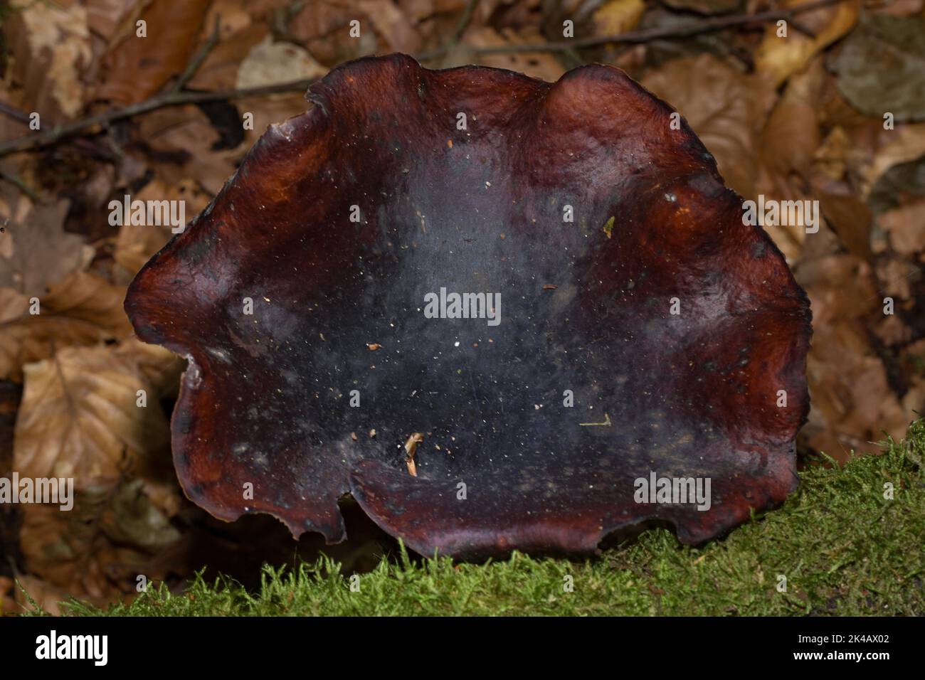 Chestnut-brown stem porling Fruiting body funnel-shaped chestnut-brown cap in front of brown autumn leaves Stock Photo
