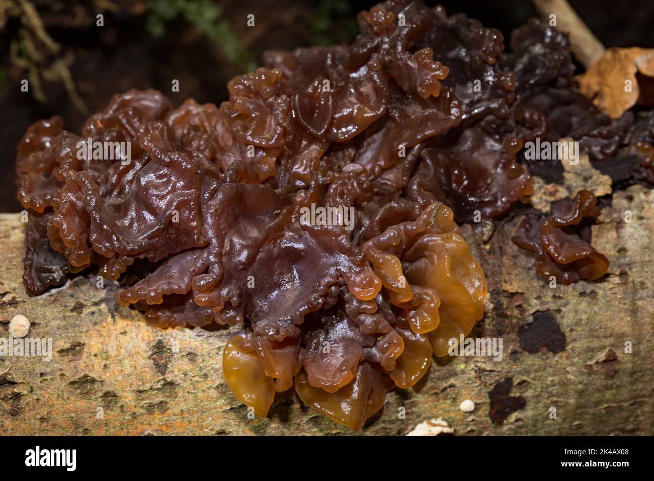 Candy-brown glandling candy-brown brain-like fruiting body on tree trunk Stock Photo