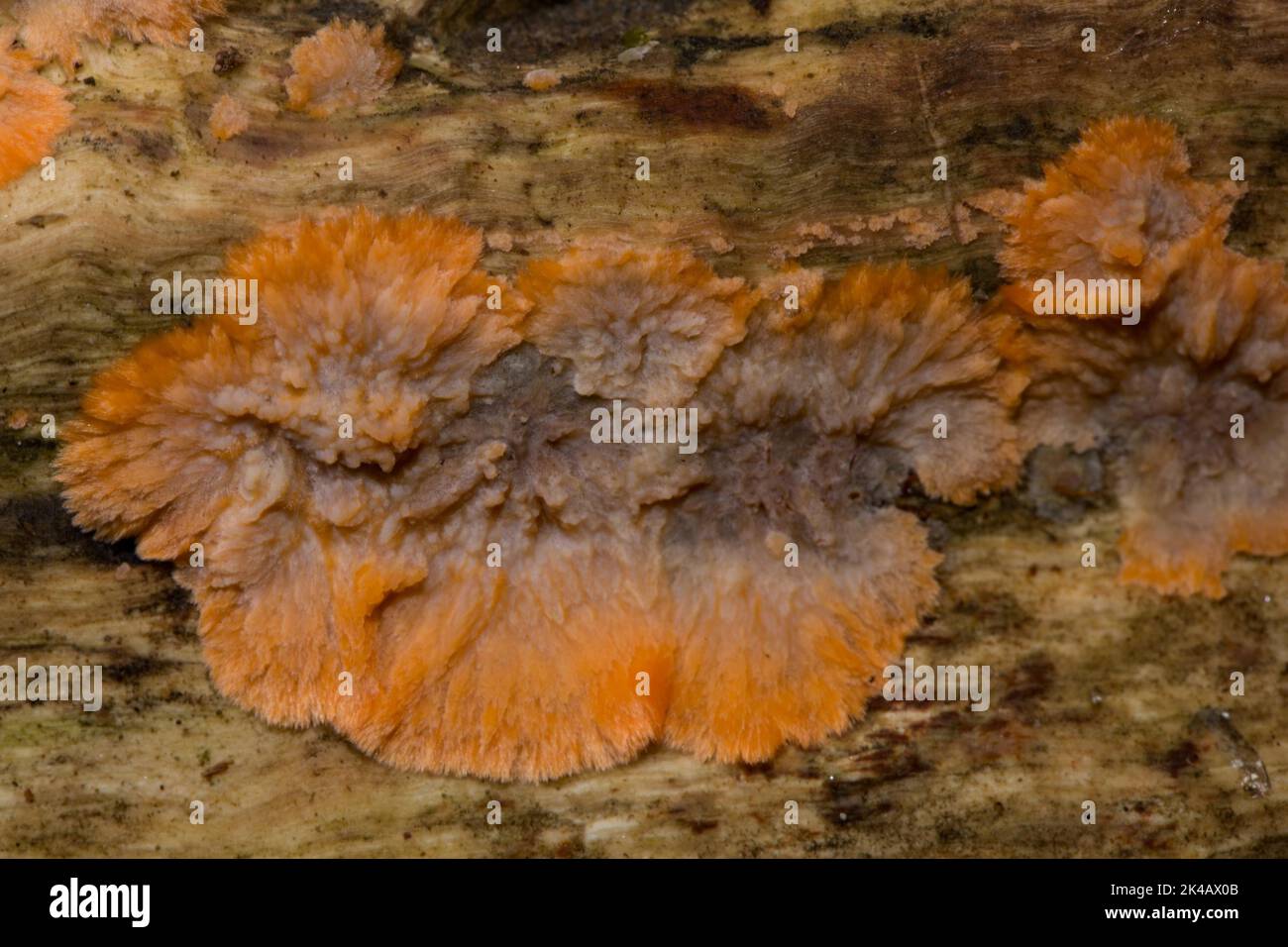 Orange comb fungus orange fruiting body on tree trunk Stock Photo