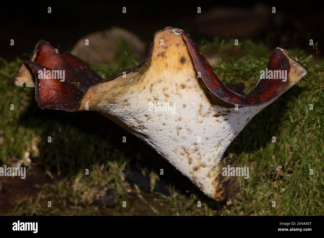 Chestnut-brown stem porling Fruiting body with whitish stem and funnel-shaped chestnut-brown cap on tree trunk with green moss Stock Photo