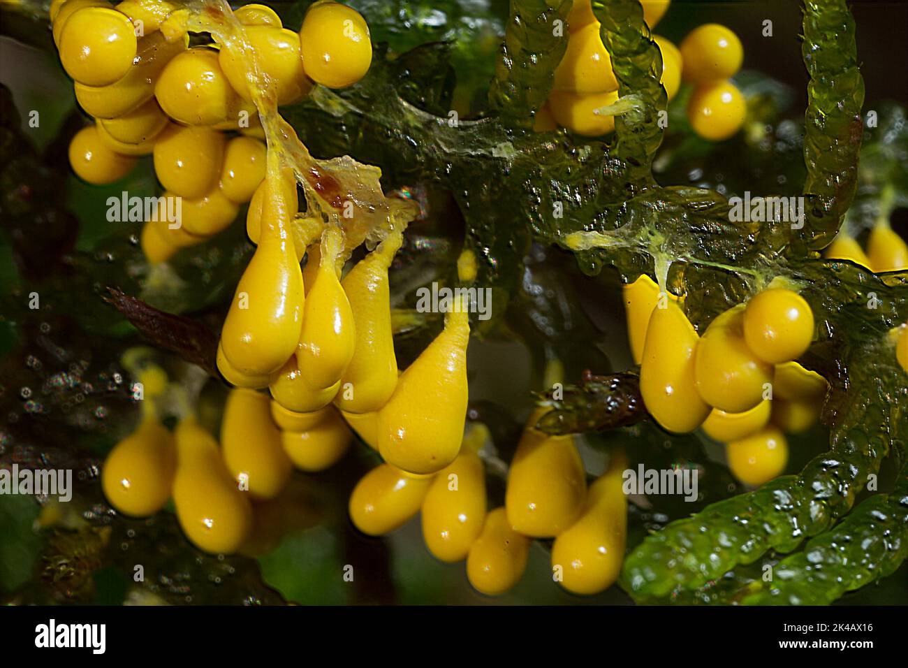 Lion fruit several yellow club-shaped fruiting bodies next to each ...