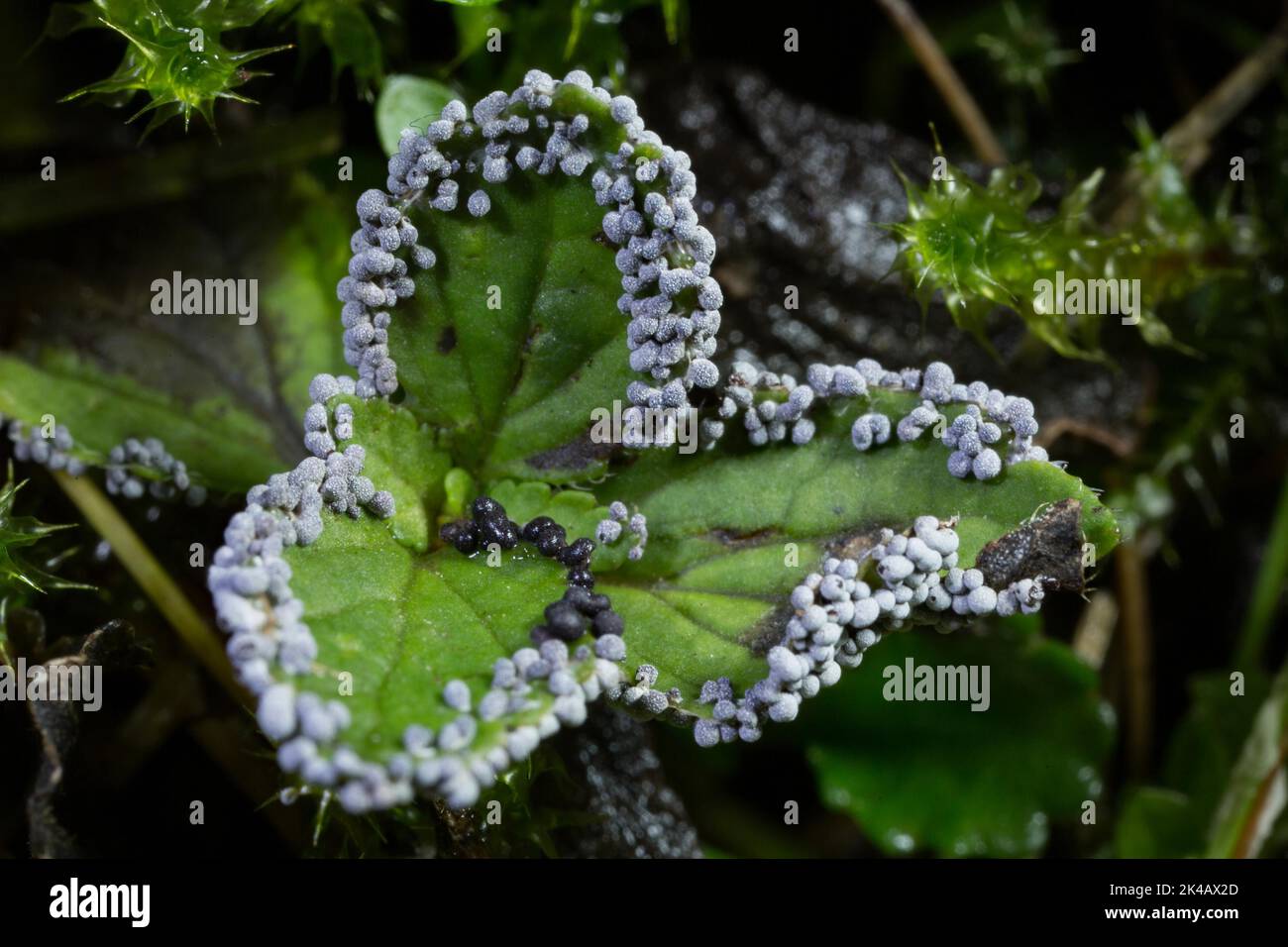 Slime mould Physarum leucopus many lime-pollinated fruiting bodies on green leaves Stock Photo