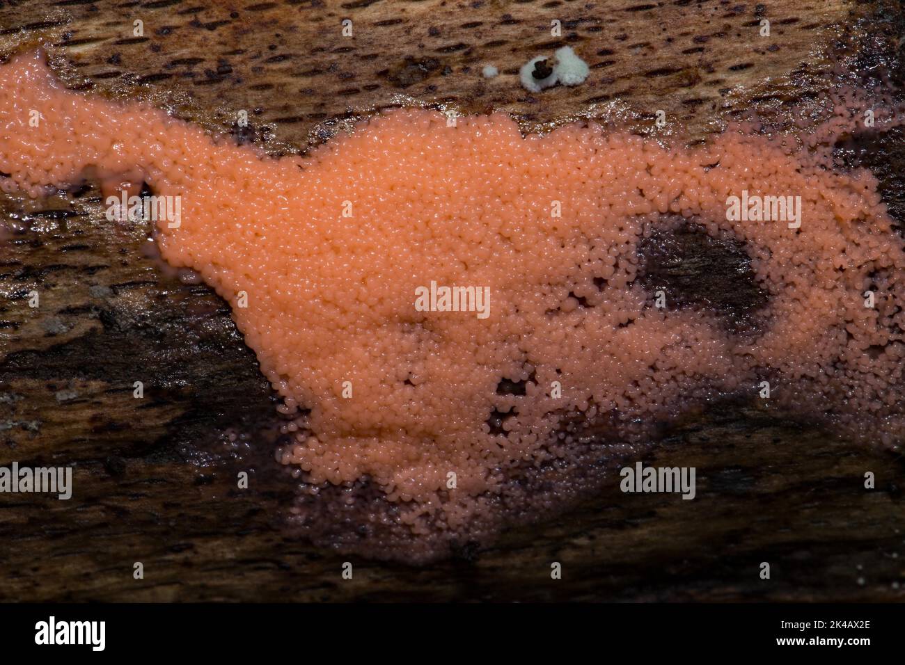 Red ball slime mould many pink fruiting bodies next to each other on tree trunk Stock Photo
