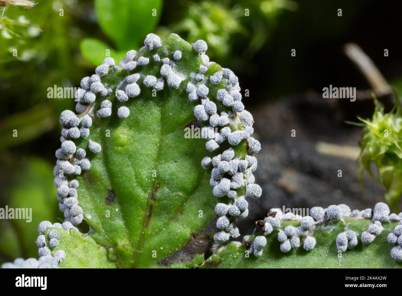 Slime mould Physarum leucopus many lime-pollinated fruiting bodies on green leaves Stock Photo