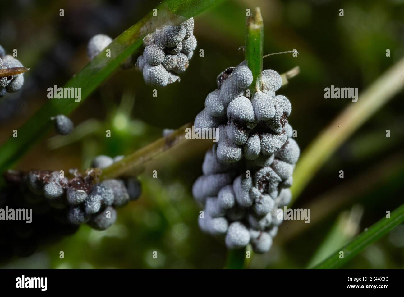 Slime mould Physarum leucopus many lime-pollinated fruiting bodies on green grass blade Stock Photo
