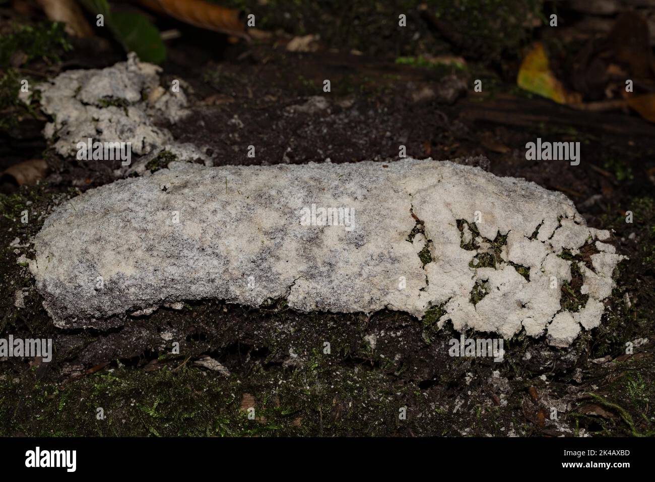 Villous slime mould cushion-shaped elongated grey-brownish fruiting body on tree trunk Stock Photo