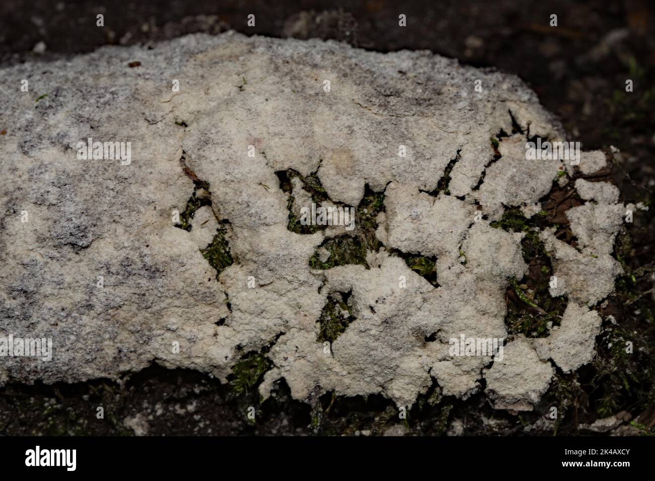 Villous slime mould cushion-shaped elongated grey-brownish fruiting body on tree trunk Stock Photo