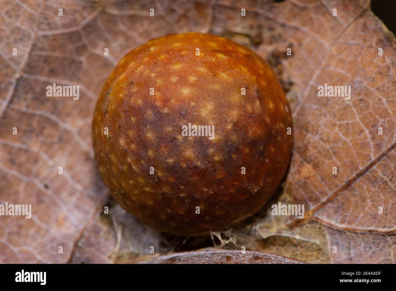 Oak gall wasp gall apple reddish brown gall on brown leaf Stock Photo