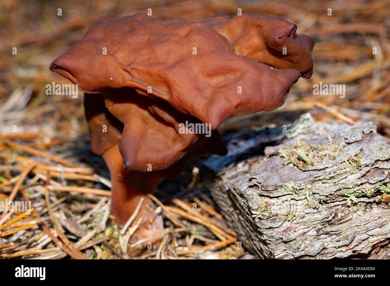 Bishop's bonnet fruit body brown stem and lobed brown cap in needle litter Stock Photo