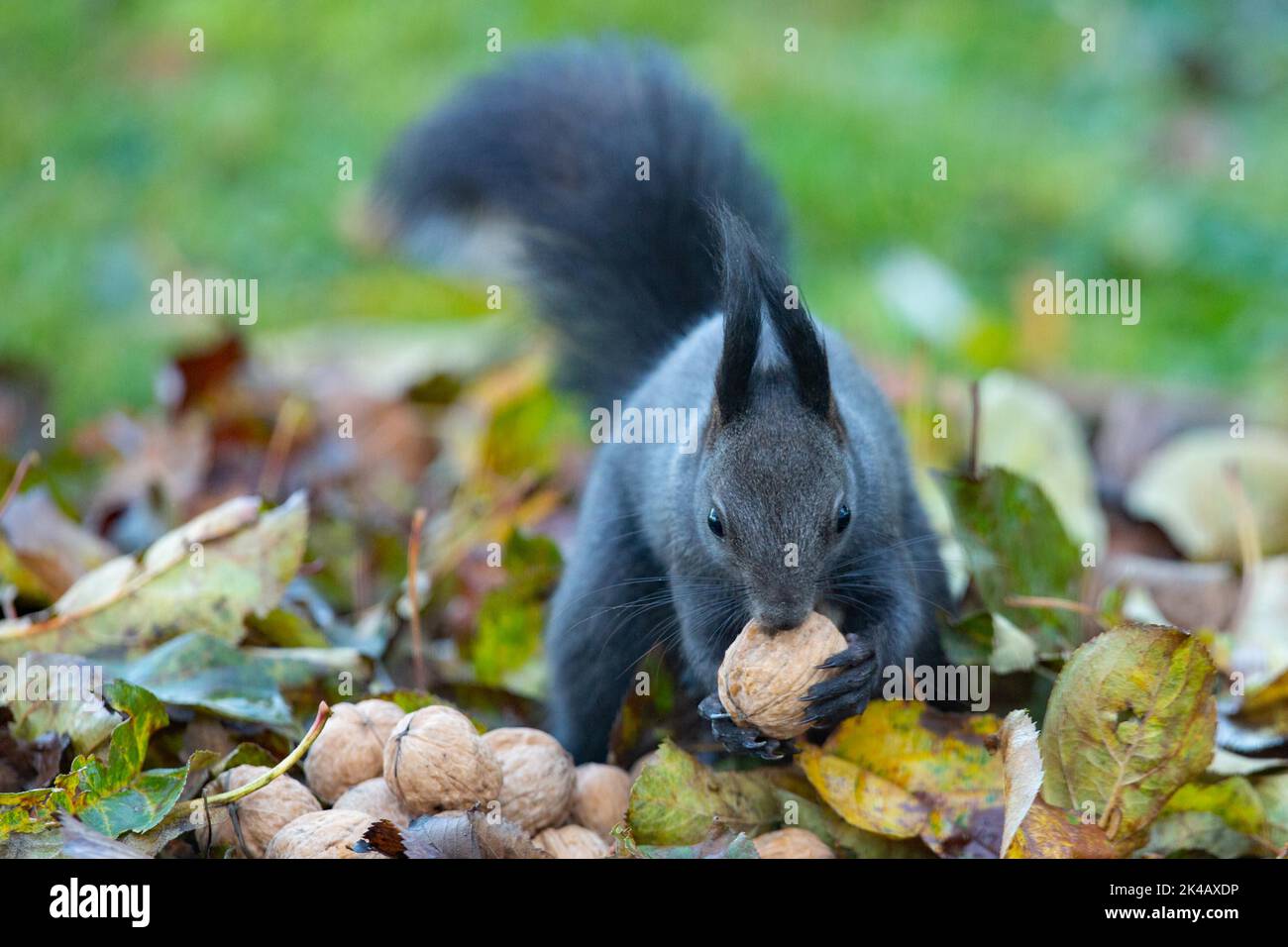 Squirrel nut in mouth hi-res stock photography and images - Page 2 - Alamy