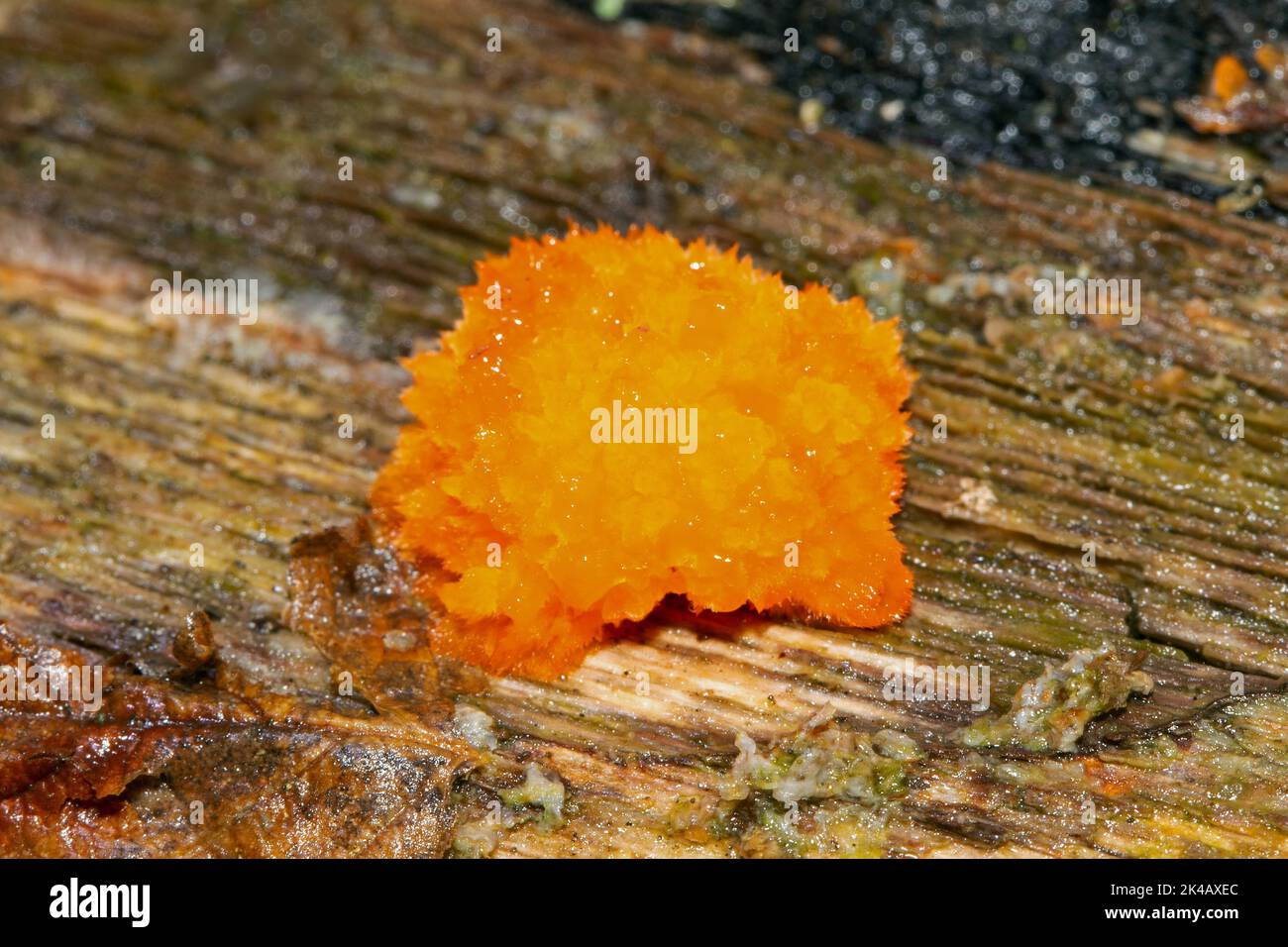 Fish egg slime fungus orange fish egg-like fruiting body on tree trunk Stock Photo