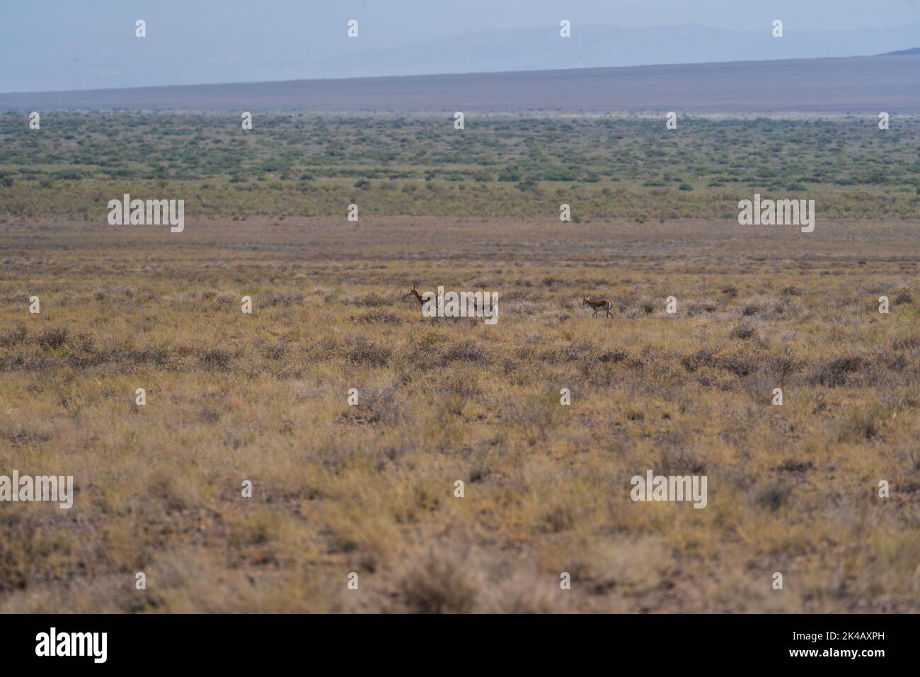 Rare gazelles endemic to Altyn Emel national park running through the plains, Kazakhstan Stock Photo