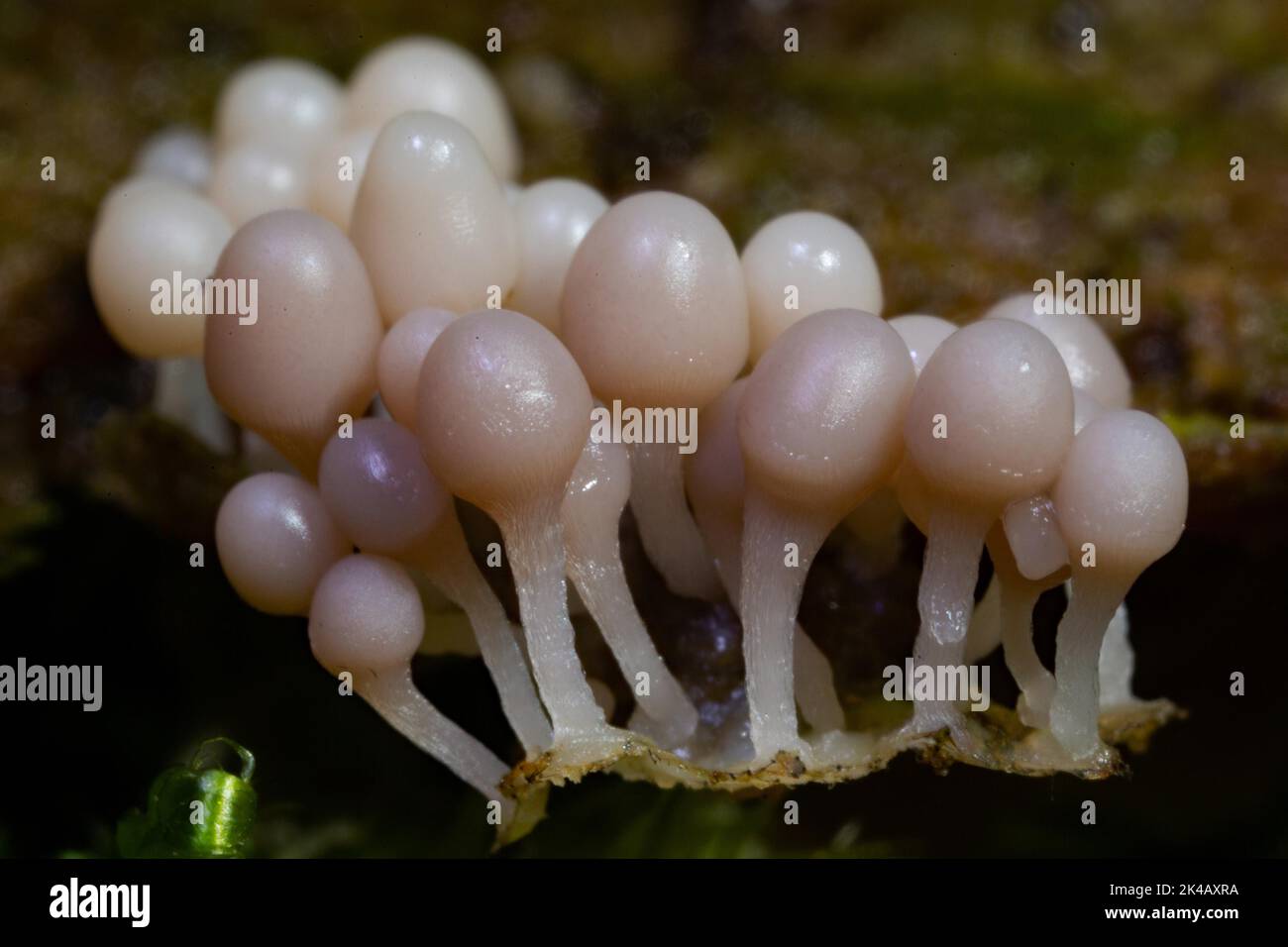 Red-headed slime mould some fruiting bodies with old pink stems and spherical hips next to each other on tree trunk Stock Photo