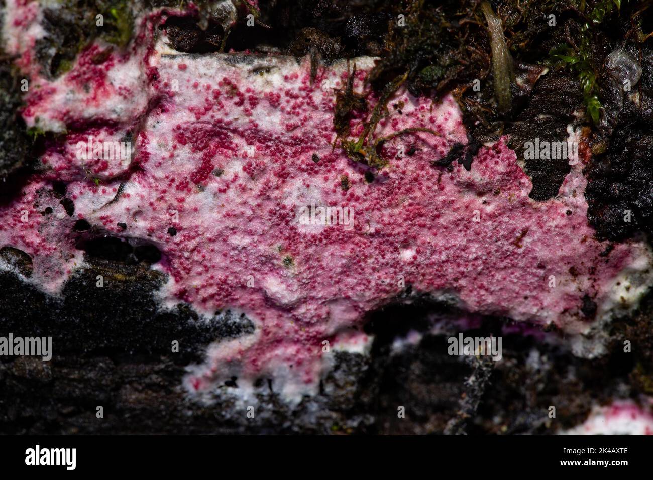 Pink parasitic pustule fungus crimson fruit body on tree trunk Stock Photo