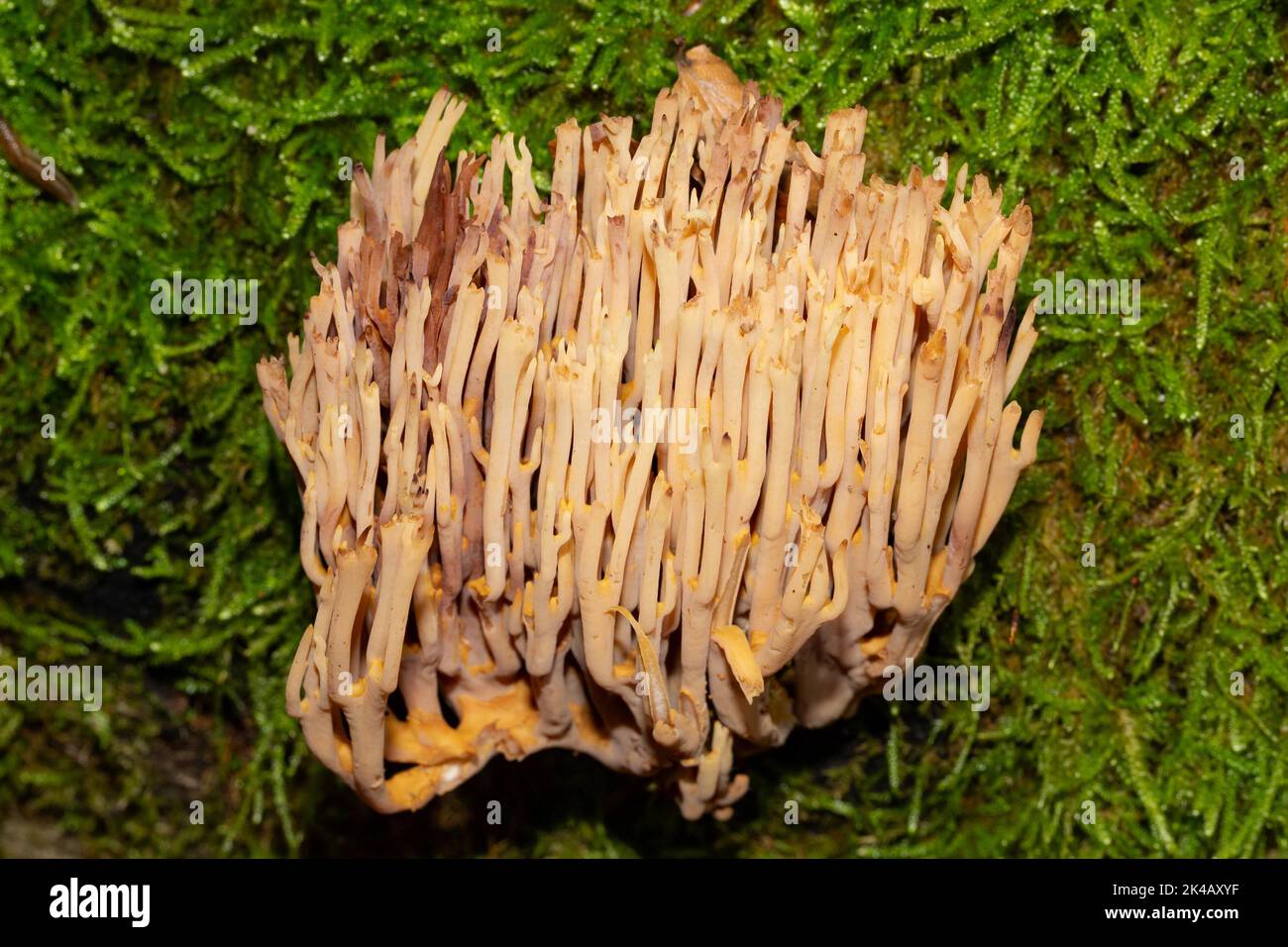 Stiff coral yellow-brown bushy spiny fruit body in green moss Stock Photo