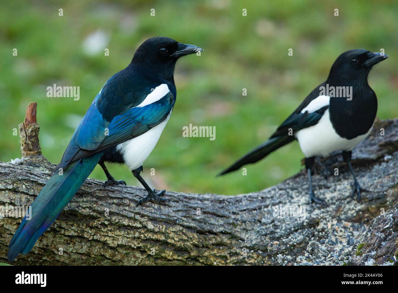 Magpie two birds standing side by side on tree trunk seen right Stock Photo