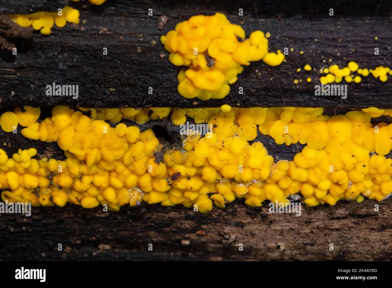 Lemon yellow brushwood cup many yellow fruit bodies next to each other on tree trunk Stock Photo