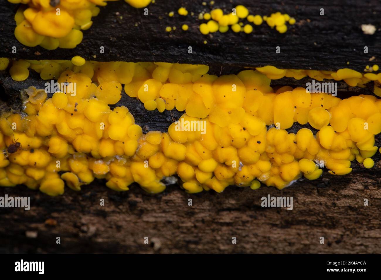 Lemon yellow brushwood cup many yellow fruit bodies next to each other on tree trunk Stock Photo