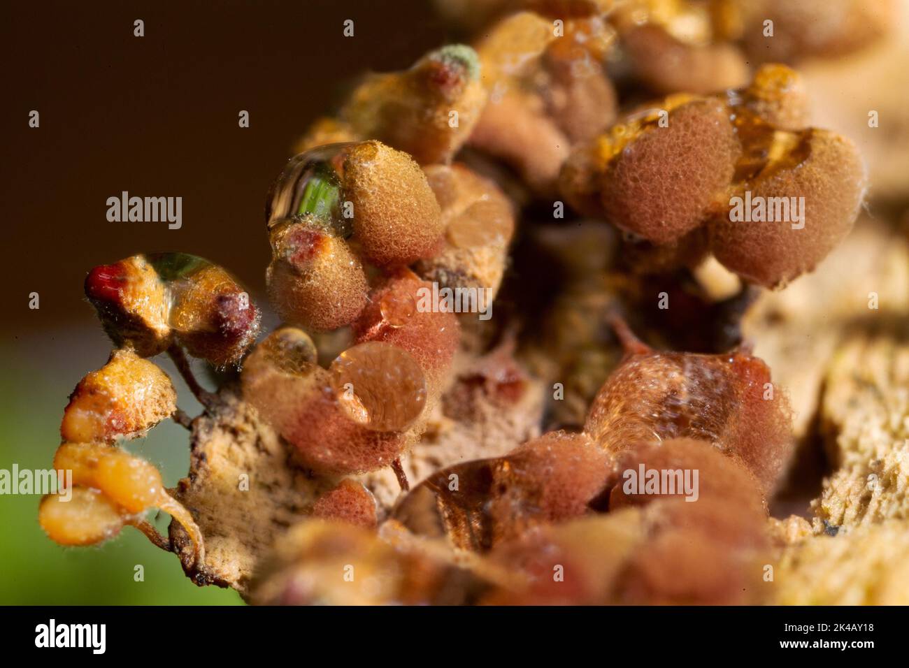 Brick red stalk slime mould many light brown green and red fruit bodies next to each other Stock Photo