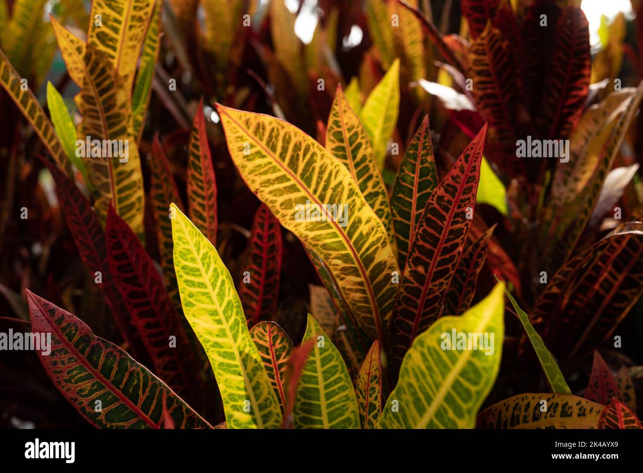Fire croton or codiaeum variegatum foliage. Narrow leaves of variegated croton Stock Photo