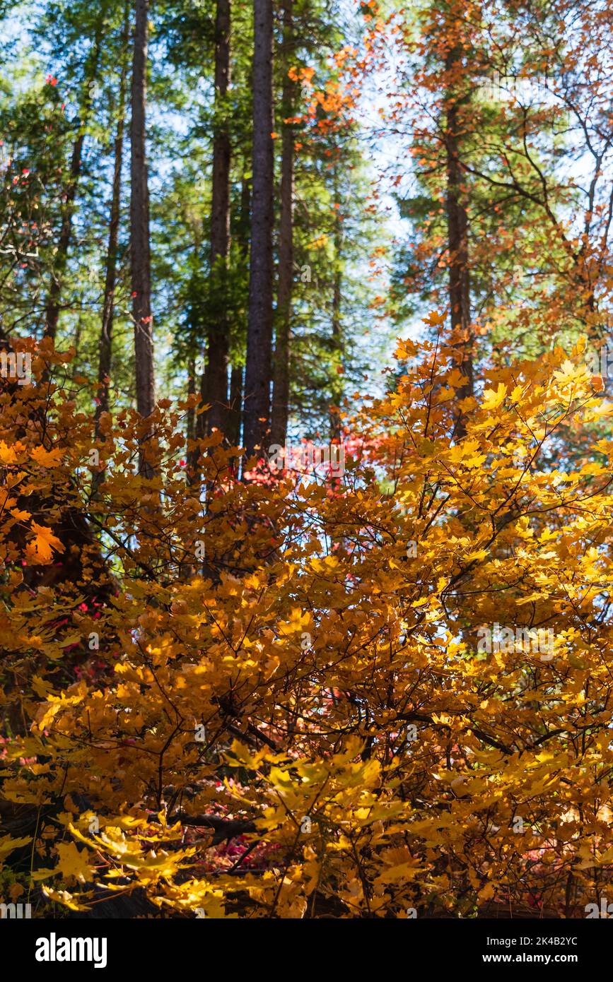 View of forest with tall trees and yellow and orange leaves Oak Creek Canyon in Sedona, Arizona