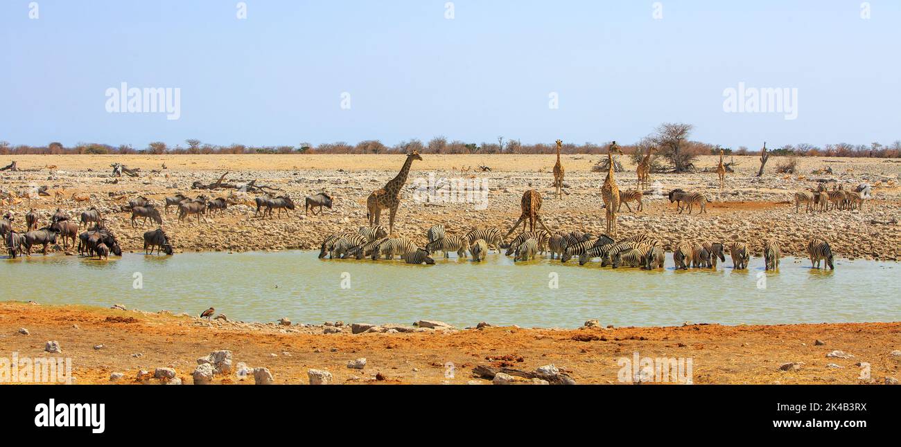 An absolutely fantastic waterhole teeming with wildlife, including many giraffe, large herd of zebra and wildebeest and springbok. Etosha, Namibia, So Stock Photo