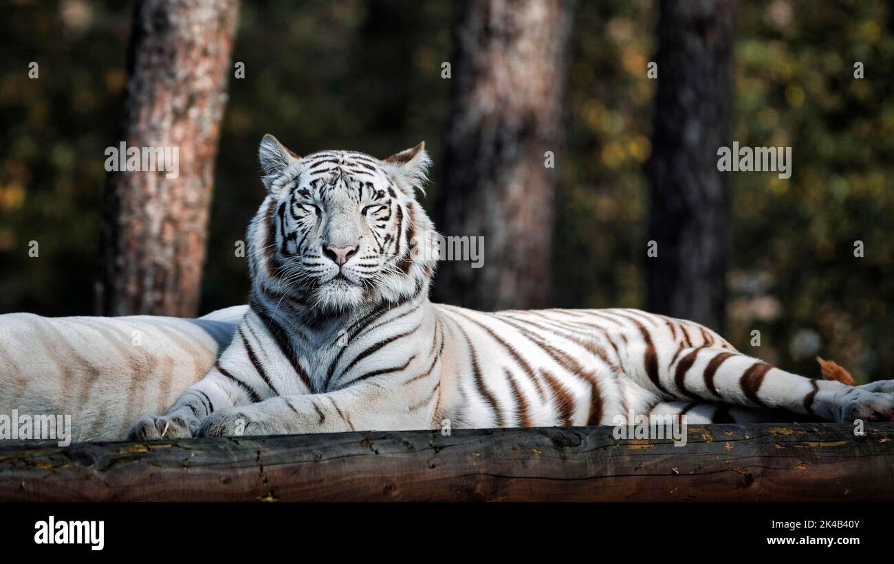 White tiger (Panthera tigris), resting, colour mutation, leucism, captive, Safaripark, Safariland Stukenbrock, Schloss Holte-Stukenbrock, North Stock Photo