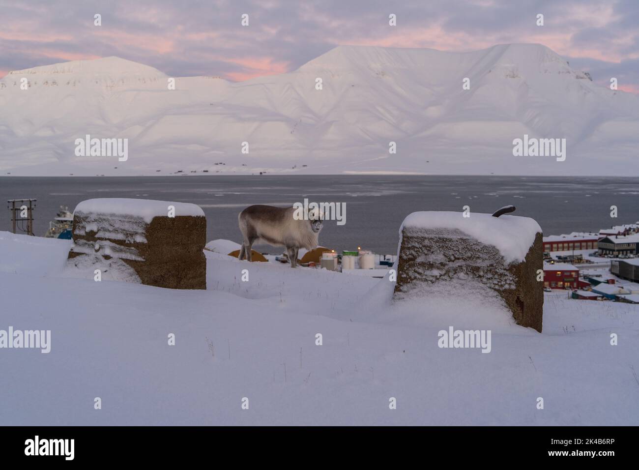 Reindeer walking above the town in snow landscape at dusk in Longyearbyen, Svalbard Stock Photo