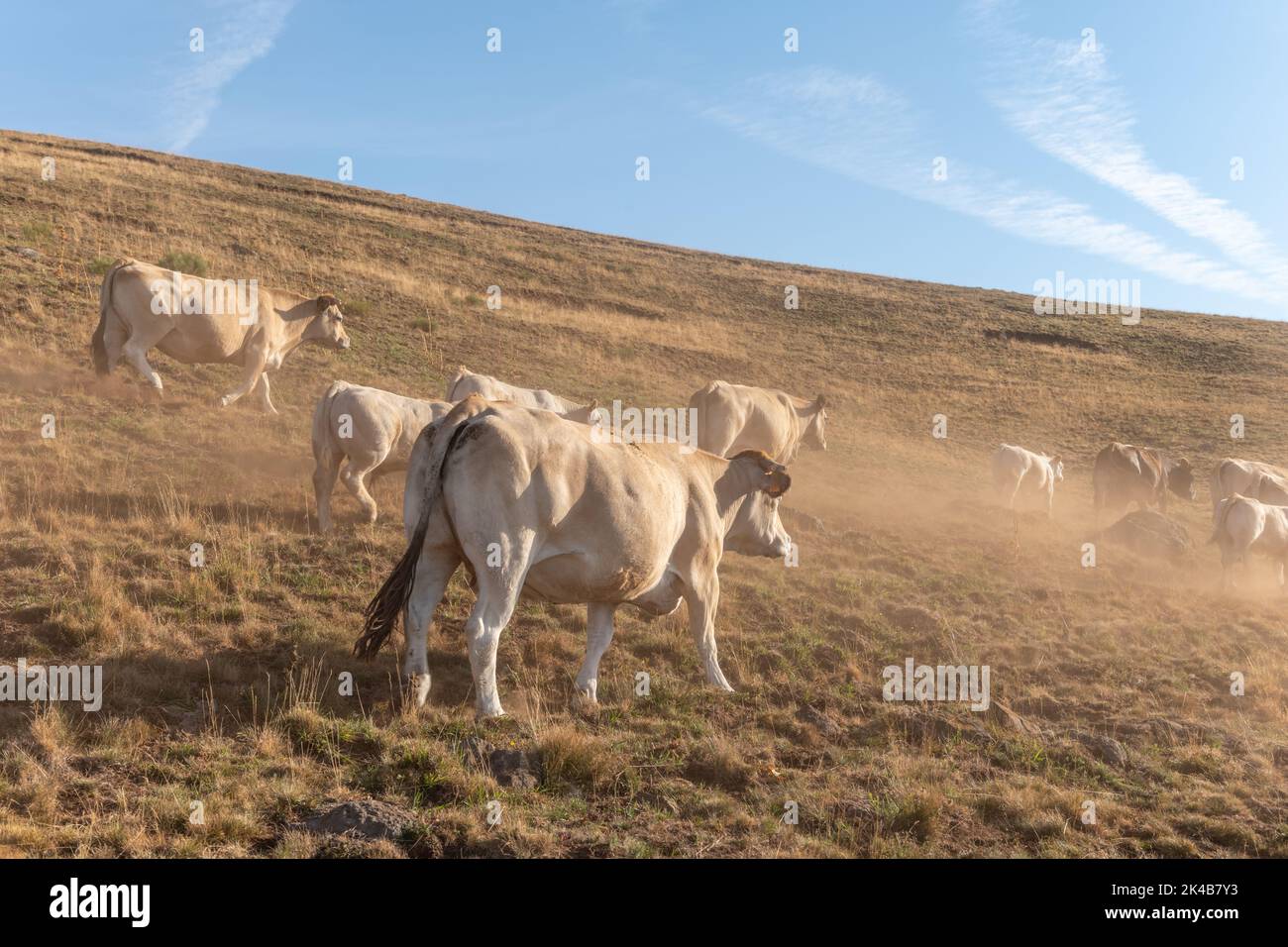 Aubrac cows walking in the dust in a dry pasture in summer. Aubrac