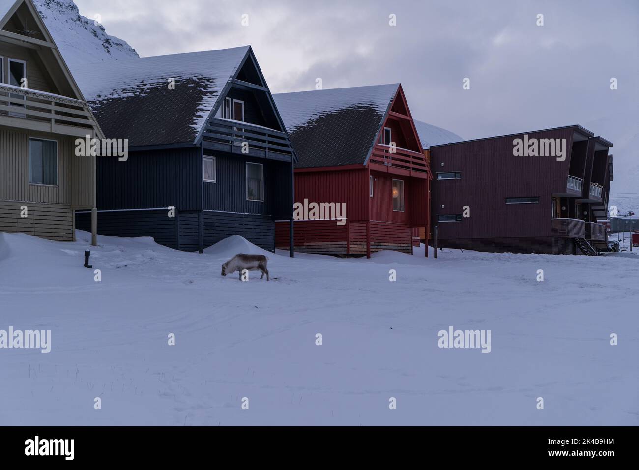 Reindeer in front of colourful residential houses on stilts on a cold winter day in Longyearbyen, Svalbard Stock Photo