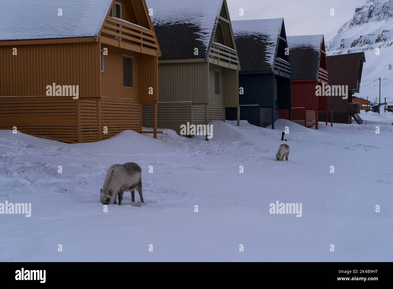 Reindeer in front of colourful residential houses on stilts on a cold