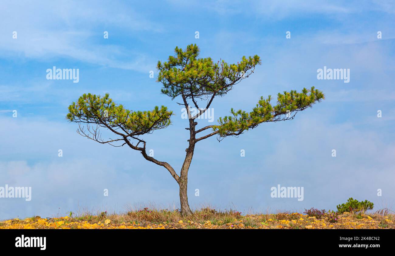 Tree pine isolated, lonely green pine tree bonsai in the field on a blue sky Stock Photo