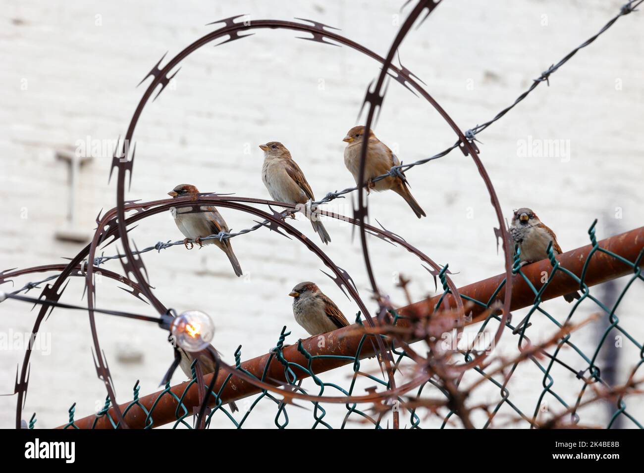 House sparrows (Passer domesticus) perched on a barbed wire fence, surrounded by razor wire. Stock Photo