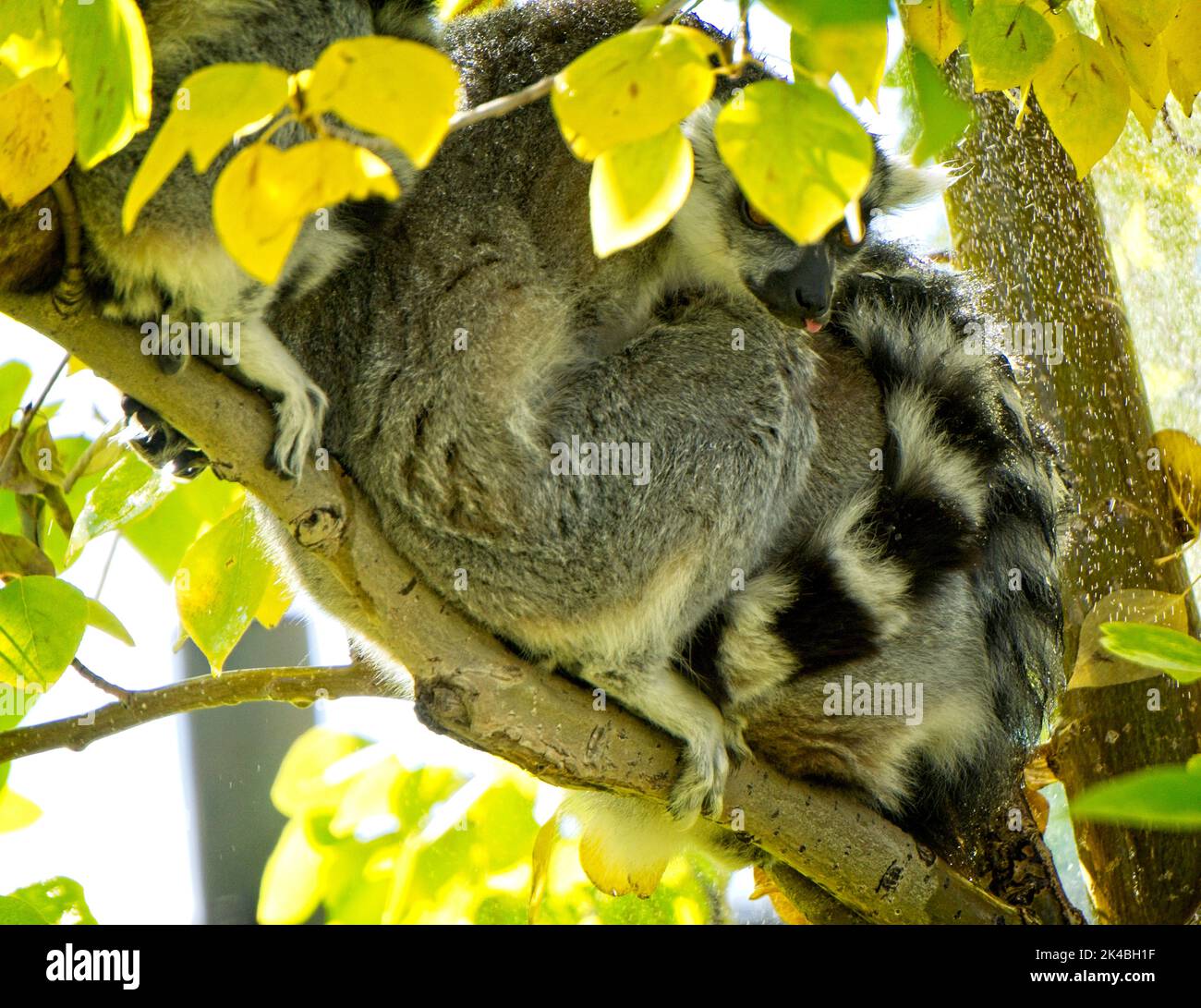 Black-and-White Ruffed Lemur Calgary Zoo Alberta Stock Photo - Alamy